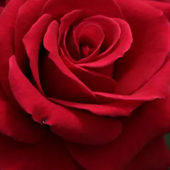 Rosa National Trust - rosa de fragancia discreta - Árbol de Rosas Híbrido de Té - rosal de pie alto - rojo - Samuel Darragh McGredy IV.- forma de corona de tallo recto - Rosal de árbol con forma de flor típico de las rosas de corte clásico.