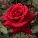Vörös - diszkrét illatú rózsa - grapefruit aromájú - Online rózsa vásárlás - Rosa National Trust - teahibrid rózsa
