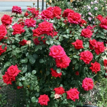 Tamno crvena - hibridna čajevka - ruža diskretnog mirisa - aroma grejpa