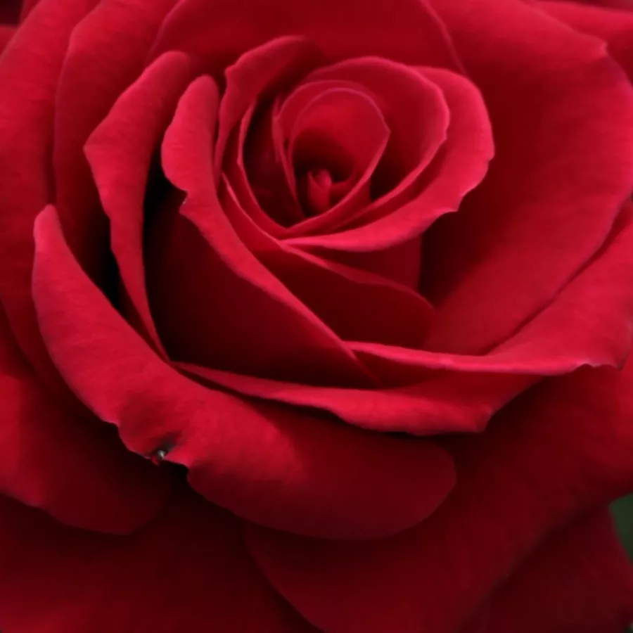 Samuel Darragh McGredy IV. - Trandafiri - National Trust - comanda trandafiri online