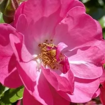Online rózsa kertészet - rózsaszín - virágágyi floribunda rózsa - Neon ® - diszkrét illatú rózsa - damaszkuszi aromájú - (30-60 cm)