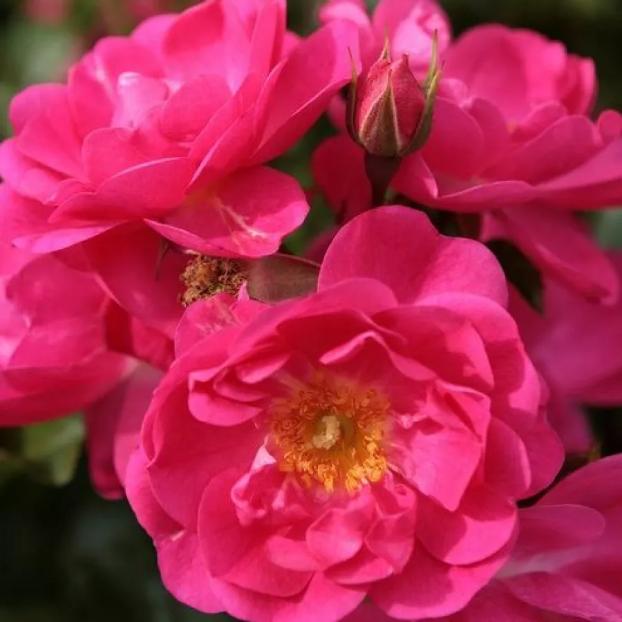 Rose Polyanthe - Rosa - Neon ® - Produzione e vendita on line di rose da giardino