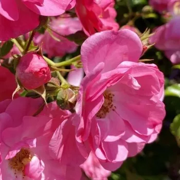 Rosa Neon ® - rosa - árbol de rosas de flores en grupo - rosal de pie alto