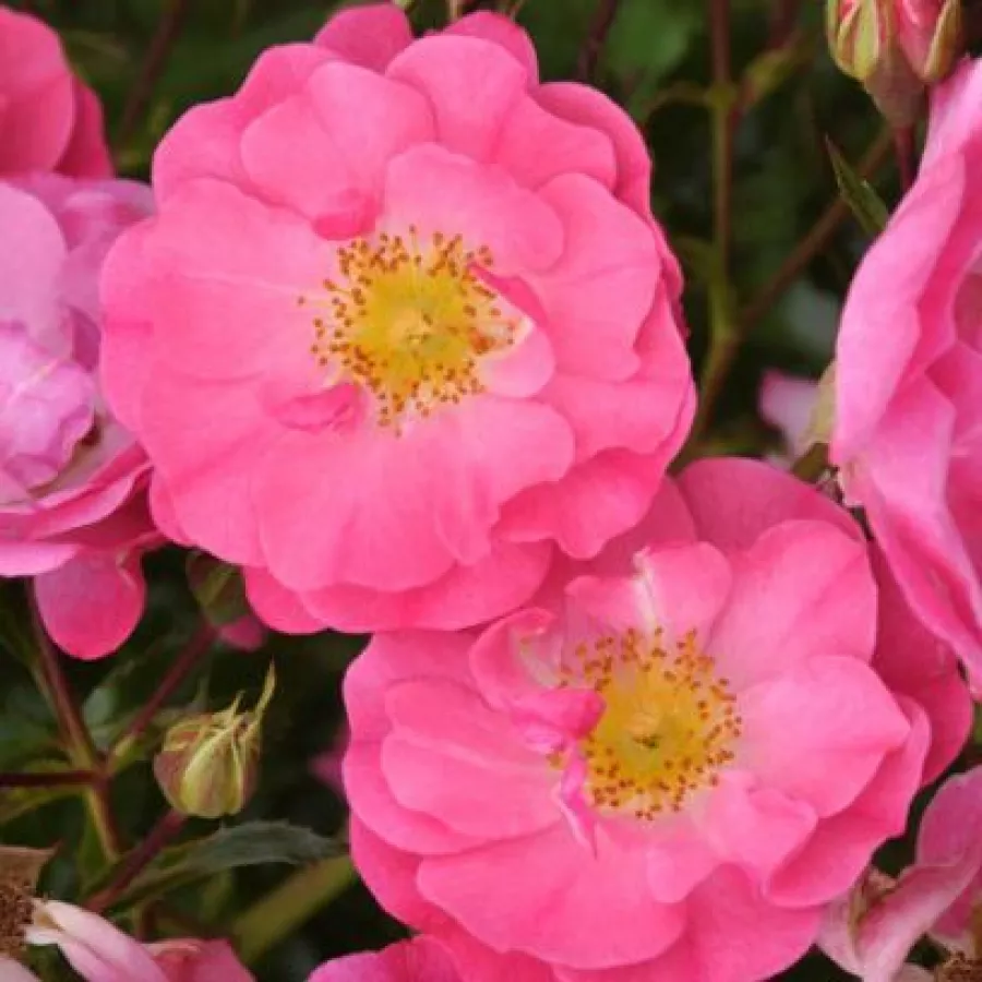 Trandafiri Floribunda - Trandafiri - Neon ® - comanda trandafiri online