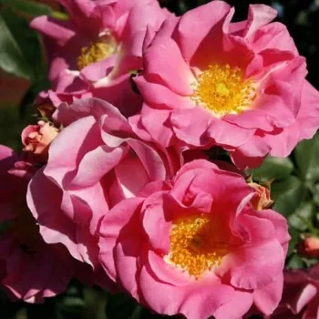 Rózsaszín - virágágyi floribunda rózsa - diszkrét illatú rózsa - damaszkuszi aromájú