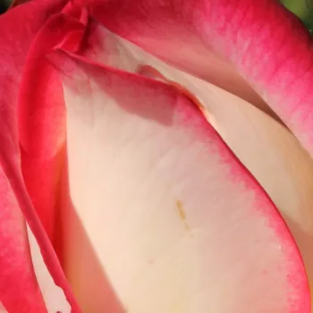 Online rózsa vásárlás - sárga - vörös - teahibrid rózsa - Neue Revue® - intenzív illatú rózsa - málna aromájú - (50-150 cm)