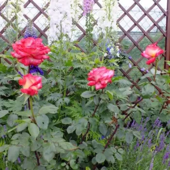 Krémszínű - vörös sziromszél - teahibrid rózsa   (50-150 cm)