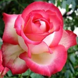 Jaune - rouge - rosier haute tige - Rosa Neue Revue® - parfum intense