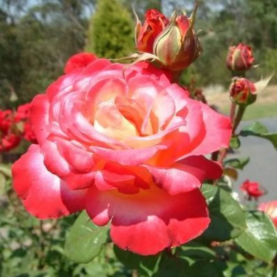 Stromkové růže - Stromkové růže s květmi čajohybridů - Růže - Neue Revue® - 