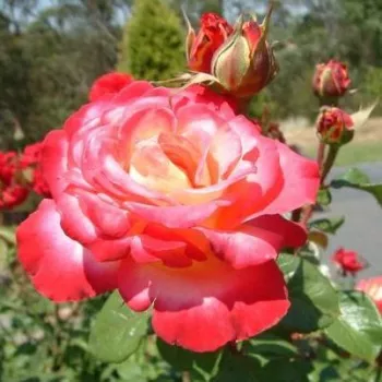 Rosa Neue Revue® - żółto czerwony - róża pienna - Róże pienne - z kwiatami hybrydowo herbacianymi