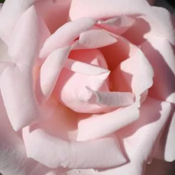 Rózsa kertészet - rózsaszín - climber, futó rózsa - New Dawn - diszkrét illatú rózsa - damaszkuszi aromájú - (300-600 cm)