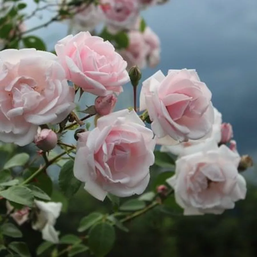 Roz - Trandafiri - New Dawn - Trandafiri online