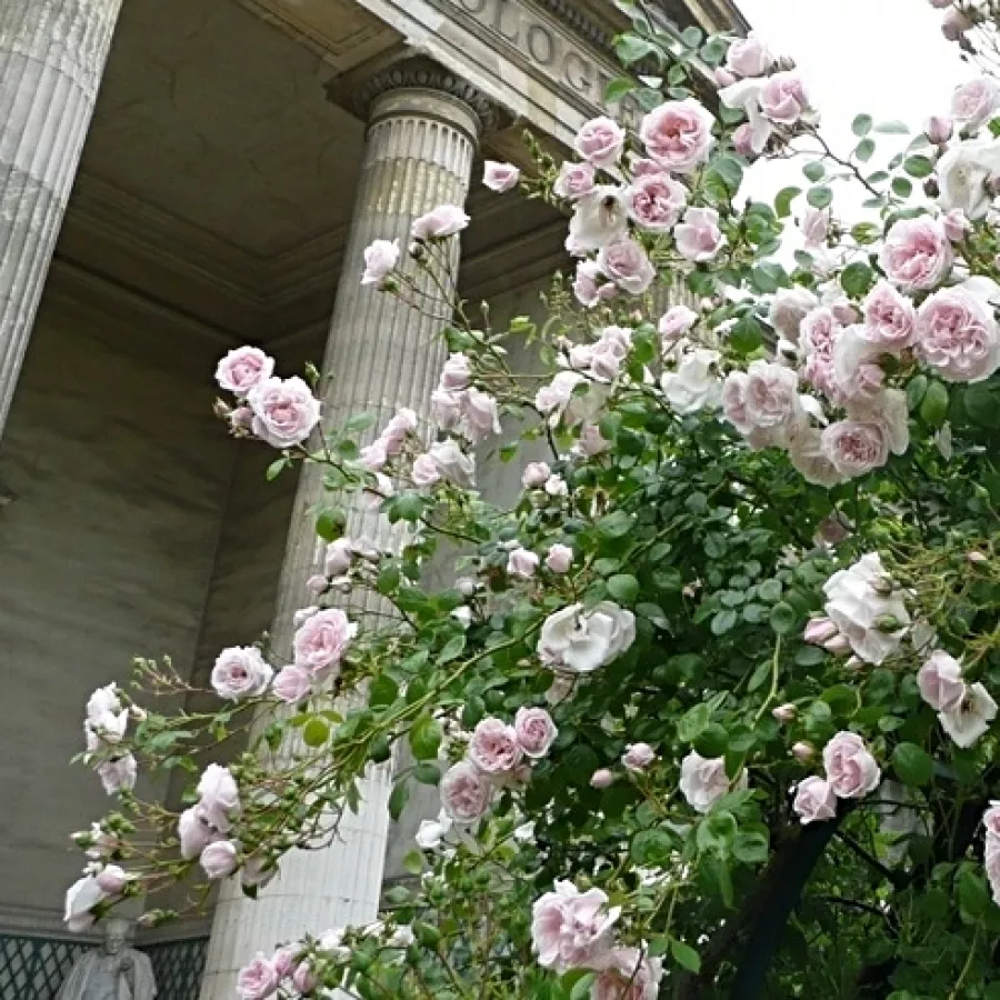 Diszkrét illatú rózsa - Rózsa - New Dawn - Online rózsa rendelés