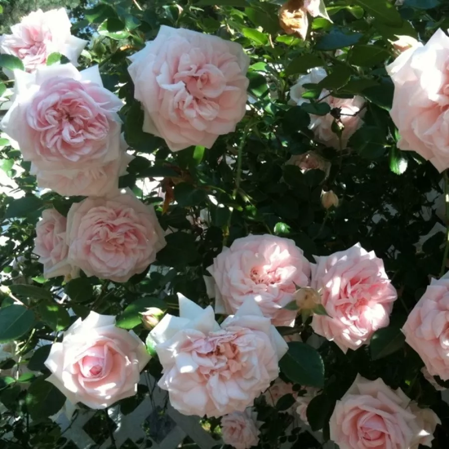 New Dawn - Rosa - New Dawn - Produzione e vendita on line di rose da giardino