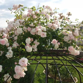 Rosa claro - árbol de rosas híbrido de té – rosal de pie alto - rosa de fragancia discreta - damasco