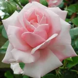 Ruža puzavica - diskretni miris ruže - ružičasta - Rosa New Dawn