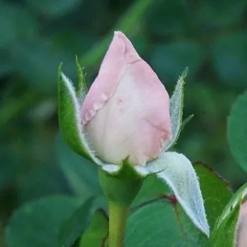Rosa New Dawn - różowy - róża pnąca climber