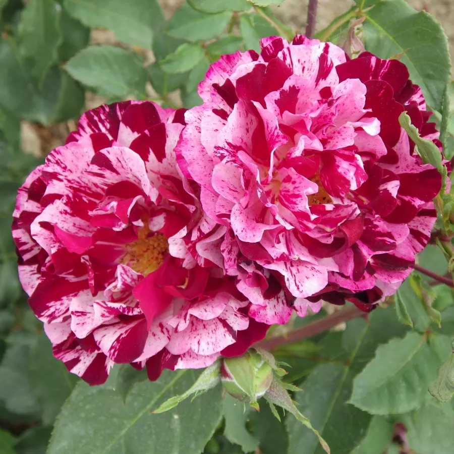 Lila - fehér - Rózsa - New Imagine™ - Online rózsa rendelés