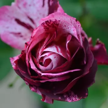 Rosa New Imagine™ - fialová - biela - záhonová ruža - floribunda