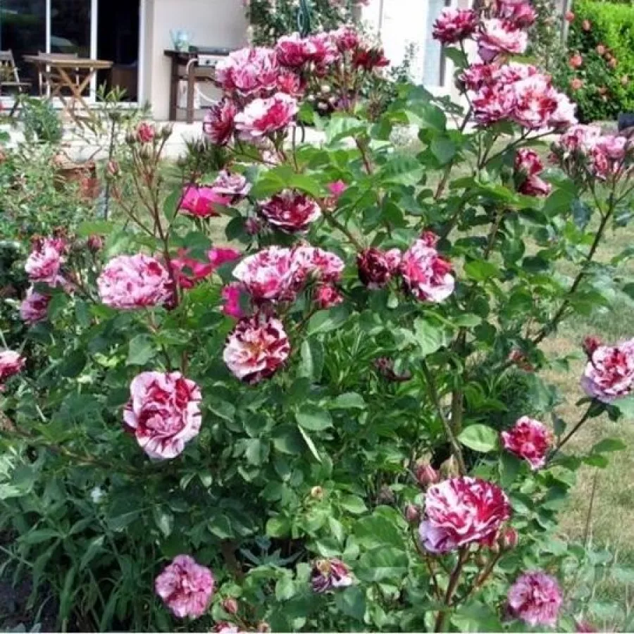 DORmelo - Rosa - New Imagine™ - Comprar rosales online