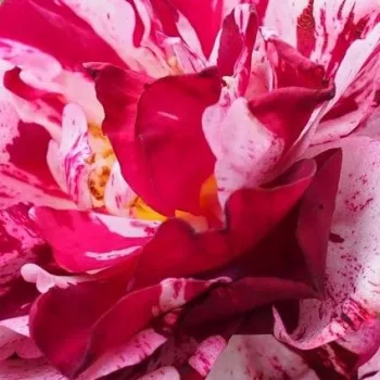 Rozenstruik - Webwinkel - Rosa New Imagine™ - zacht geurende roos - Stamroos - Bloemen in trossen  - purper - wit - Francois Dorieux II.bossige kroonvorm - 0
