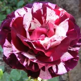 Lila - fehér - diszkrét illatú rózsa - méz aromájú - Online rózsa vásárlás - Rosa New Imagine™ - virágágyi floribunda rózsa