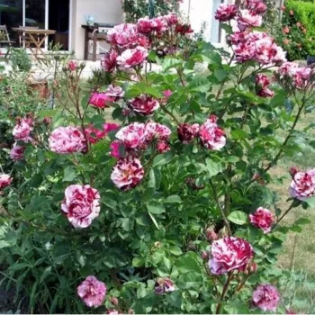 Krémszínű - bíborszínű csíkos - virágágyi floribunda rózsa - diszkrét illatú rózsa - méz aromájú
