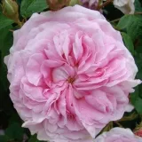 Rózsaszín - történelmi - alba rózsa - Online rózsa vásárlás - Rosa New Maiden Blush - intenzív illatú rózsa - barack aromájú