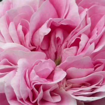 Online rózsa vásárlás - rózsaszín - történelmi - alba rózsa - New Maiden Blush - intenzív illatú rózsa - barack aromájú - (120-180 cm)