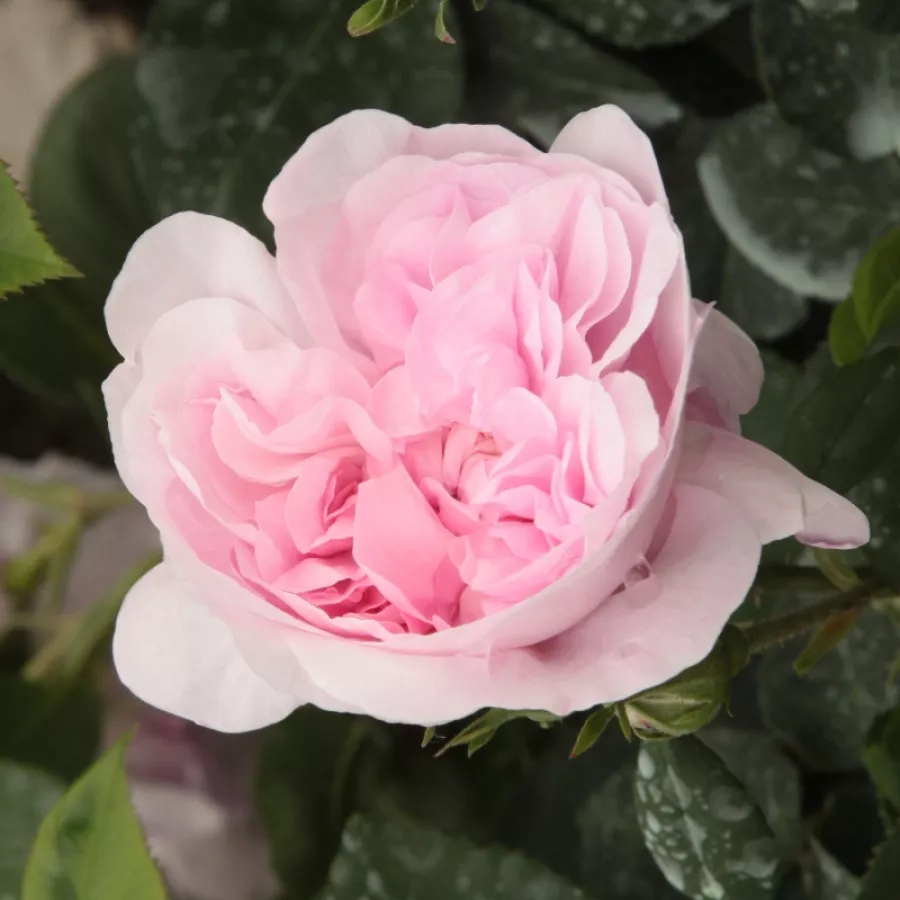 Róża alba (biała) - Róża - New Maiden Blush - Szkółka Róż Rozaria