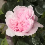 Historické růže - Růže Alba / Rosa Alba - růžová - intenzivní - Rosa New Maiden Blush - Růže online koupit v prodejně
