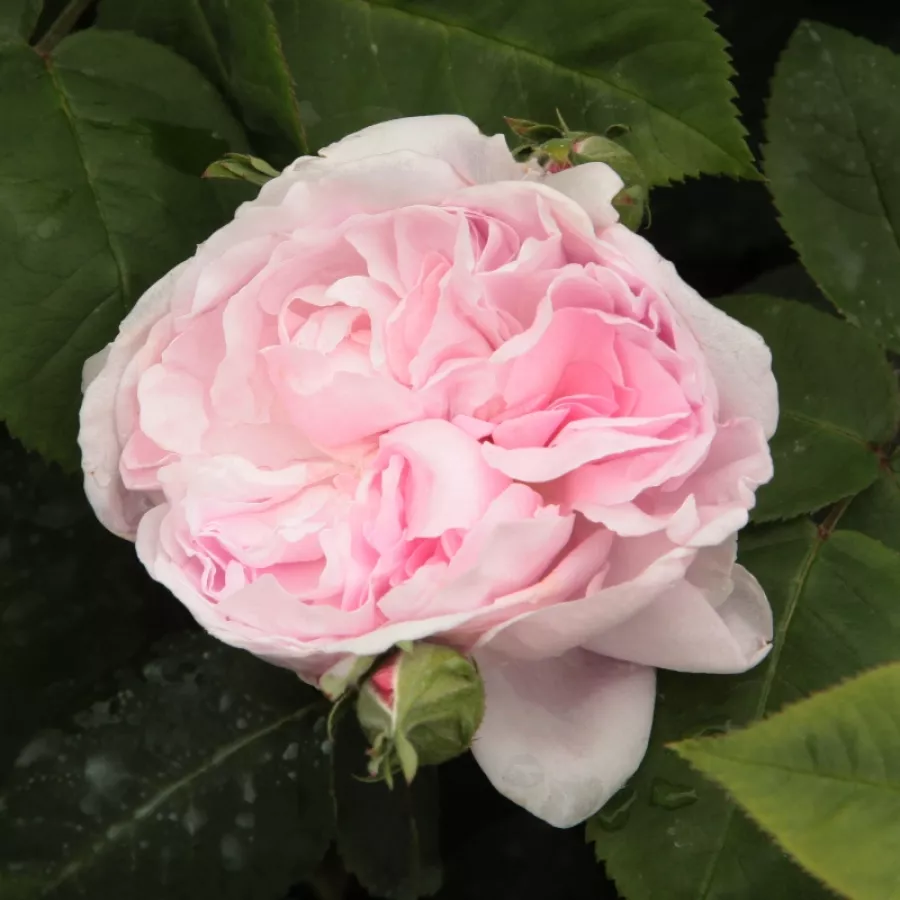 Różowy - Róża - New Maiden Blush - Szkółka Róż Rozaria
