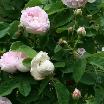 Rosa New Maiden Blush - ružičasta - Alba ruža