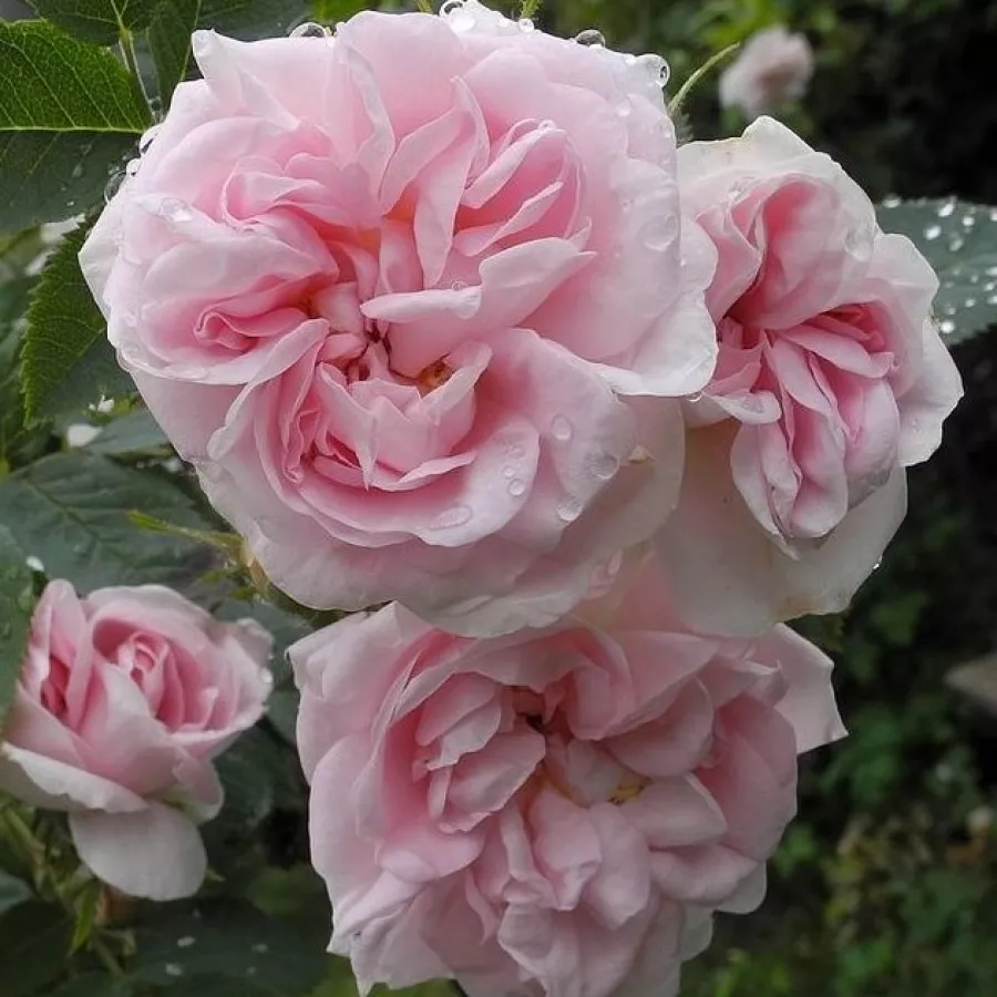 James Booth - Rosa - New Maiden Blush - rosal de pie alto