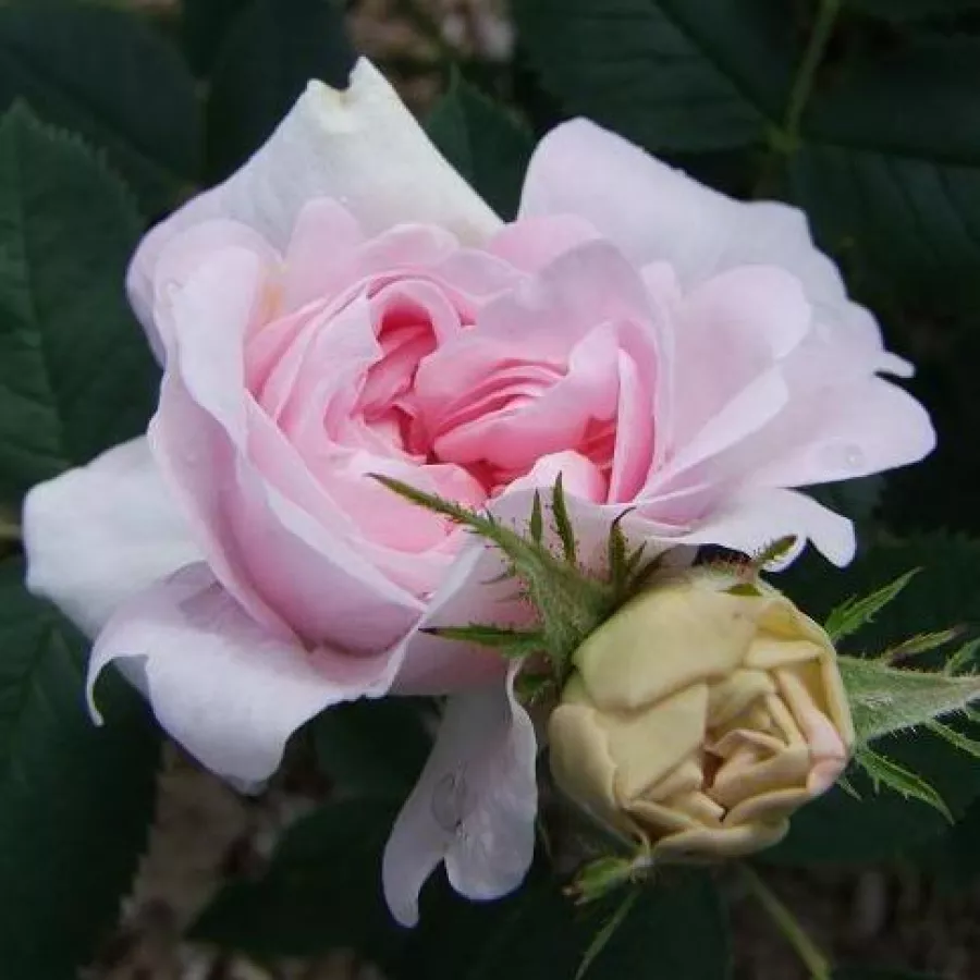 Trandafiri pomisor - Trandafir copac cu trunchi înalt – cu flori tip trandafiri englezești - Trandafiri - New Maiden Blush - 