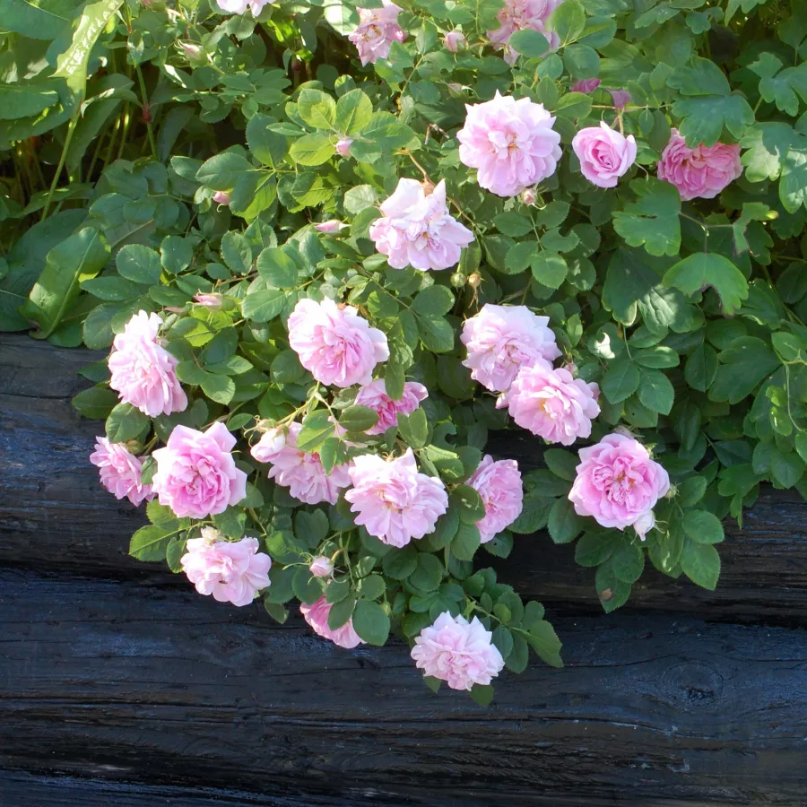120-150 cm - Rosa - New Maiden Blush - rosal de pie alto