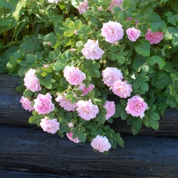 Rózsaszín - angolrózsa virágú- magastörzsű rózsafa  - intenzív illatú rózsa - barack aromájú