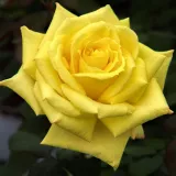 Sárga - teahibrid rózsa - Online rózsa vásárlás - Rosa Nicolas Hulot® - intenzív illatú rózsa - ibolya aromájú