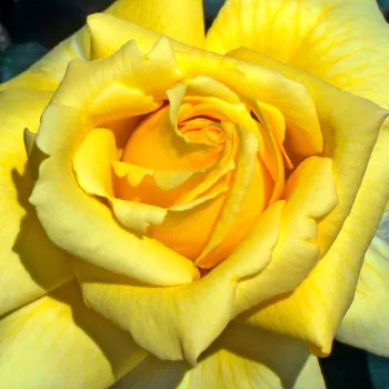 Online rózsa kertészet - sárga - teahibrid rózsa - Nicolas Hulot® - intenzív illatú rózsa - ibolya aromájú - (90-100 cm)