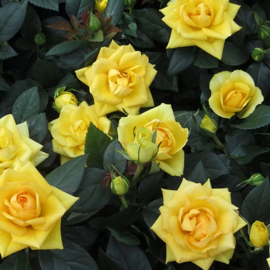 žltá - Ruža - Nicolas Hulot® - Ruže - online - koupit