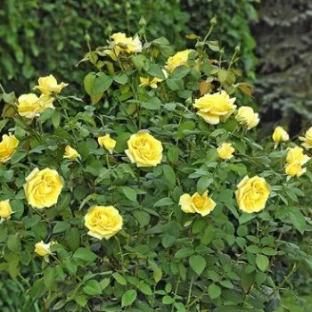 Żółty - róża wielkokwiatowa - Hybrid Tea   (90-100 cm)