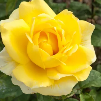 Rosa Nicolas Hulot® - jaune - rosier haute tige - Fleurs hybrid de thé