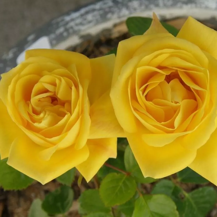 żółty - Róża - Arthur Bell - Szkółka Róż Rozaria