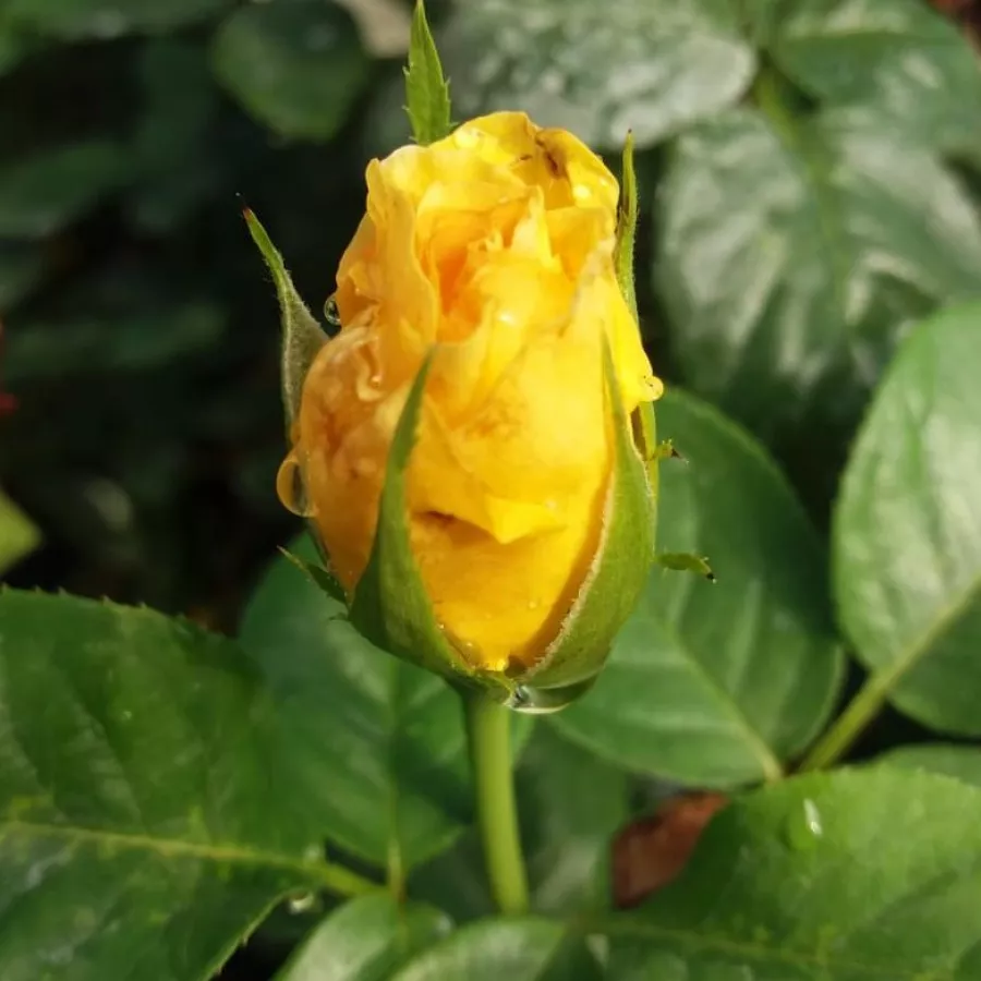 Róża z intensywnym zapachem - Róża - Arthur Bell - Szkółka Róż Rozaria