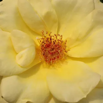 Rosen Shop - floribundarosen - gelb - Rosa Arthur Bell - stark duftend - Samuel Darragh McGredy IV. - Geeignet für Ausstellungen, Rabattenbeete, Hecken und Pflanzenkübel. Gute Schnittblume, unempfindlich gegen Gewitterung, verträgt auch zahlreiche, ungüns