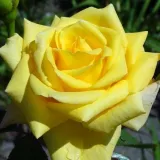 Sárga - Kertészeti webáruház - csokros virágú - magastörzsű rózsafa - Rosa Arthur Bell - intenzív illatú rózsa - savanyú aromájú