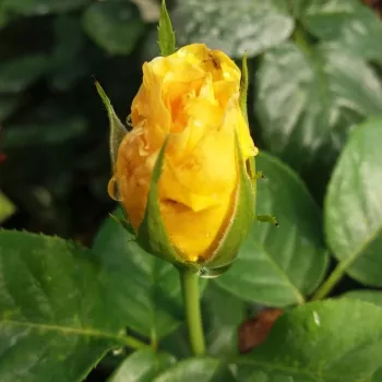 Rosa Arthur Bell - žltá - stromčekové ruže - Stromkové ruže, kvety kvitnú v skupinkách