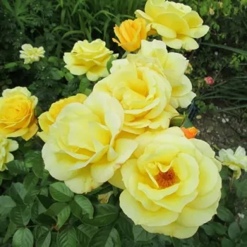 Zlato žlutá - stromkové růže - Stromkové růže, květy kvetou ve skupinkách