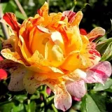 Vörös - sárga - virágágyi grandiflora rózsa - Online rózsa vásárlás - Rosa Nimet™ - nem illatos rózsa