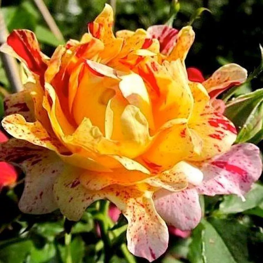 Róże rabatowe floribunda - Róża - Nimet™ - Szkółka Róż Rozaria